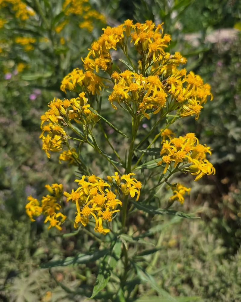 Canyon Ragwort Tolerates Partial Shade In Desert Landscapes