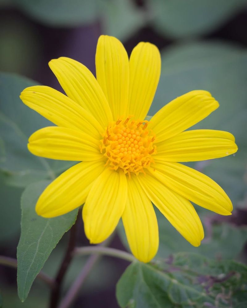 Canyon Sunflower Lights Up Bright Dry Shade