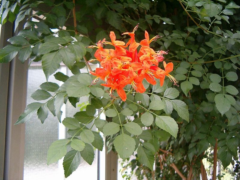 Cape Honeysuckle Remains Easier To Manage