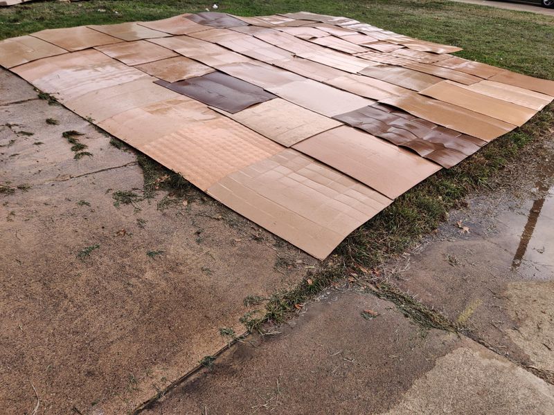 Cardboard Smothers Weedy Starts
