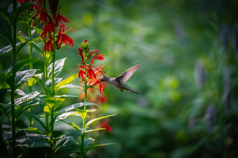 Cardinal Flower Cardinal Flower
