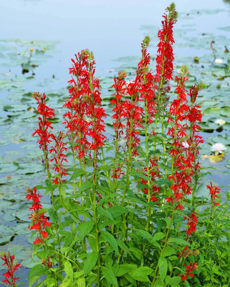 Cardinal Flower Cardinal Flower