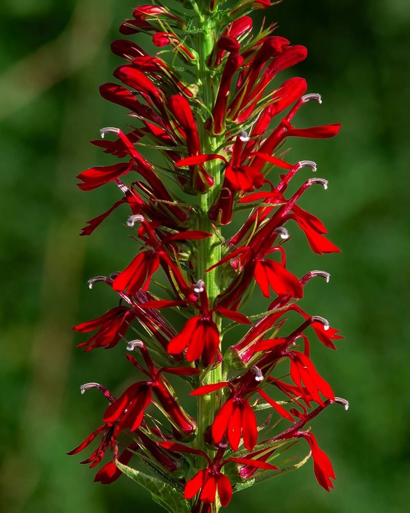 Cardinal Flower