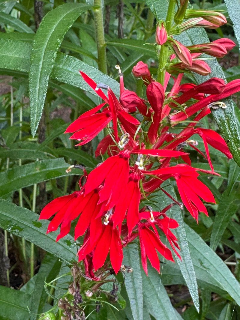 Cardinal Flower Adds Color Near Wet Areas