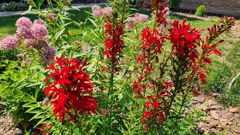 Cardinal Flower Brings Bright Red Fuel To Moist Spots Cardinal Flower Brings Bright Red Fuel To Moist Spots