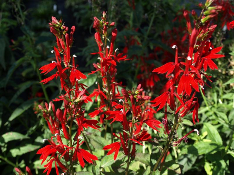 Cardinal Flower (Lobelia Cardinalis)