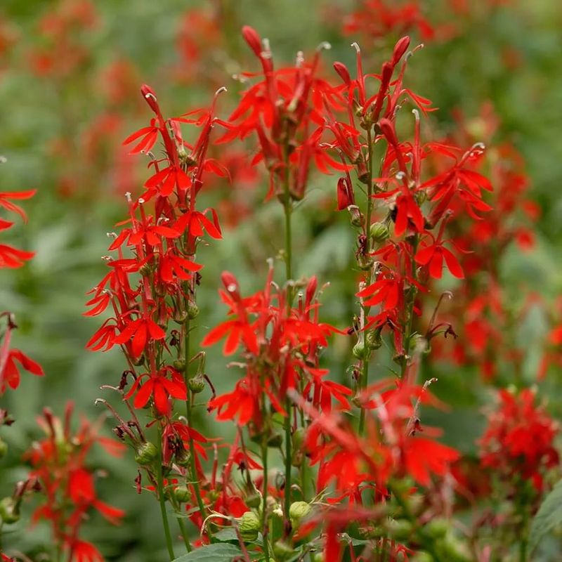 Cardinal Flower (Lobelia cardinalis) Cardinal Flower (Lobelia cardinalis)