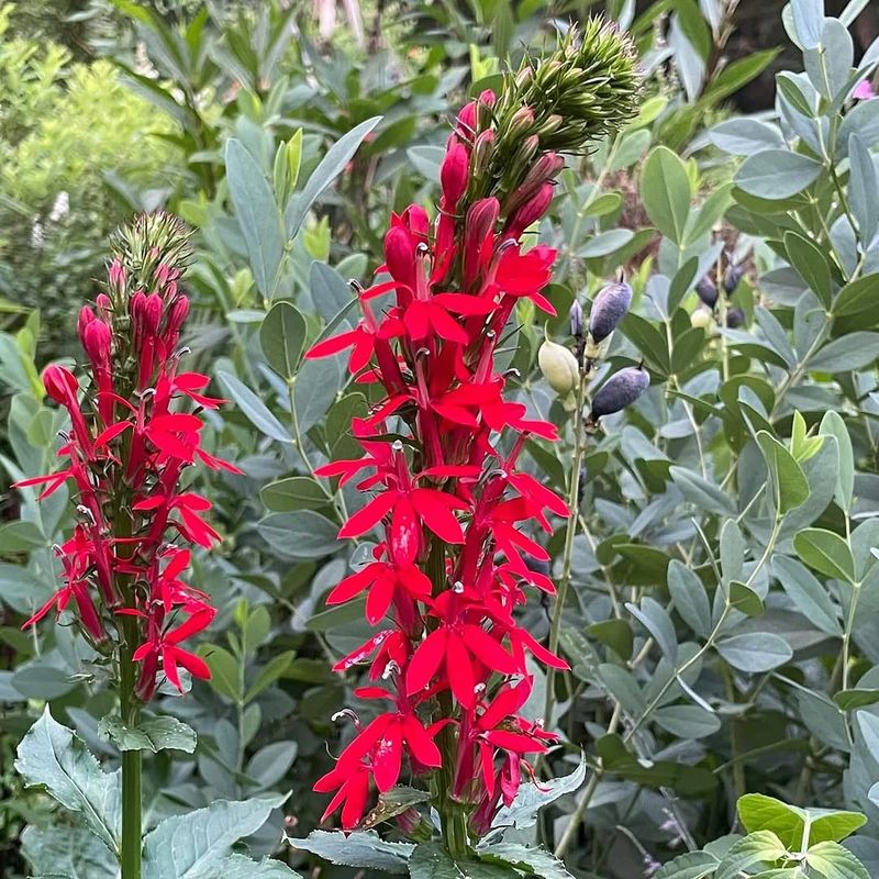 Cardinal Flower Stands Out With Bright Red Summer Blooms