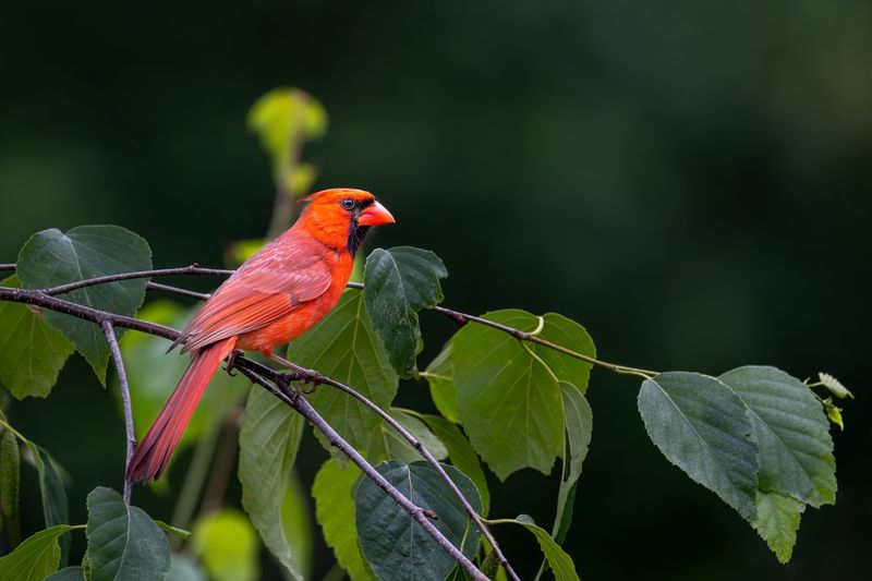 Cardinals Are Year-Round Residents Of Massachusetts Yards
