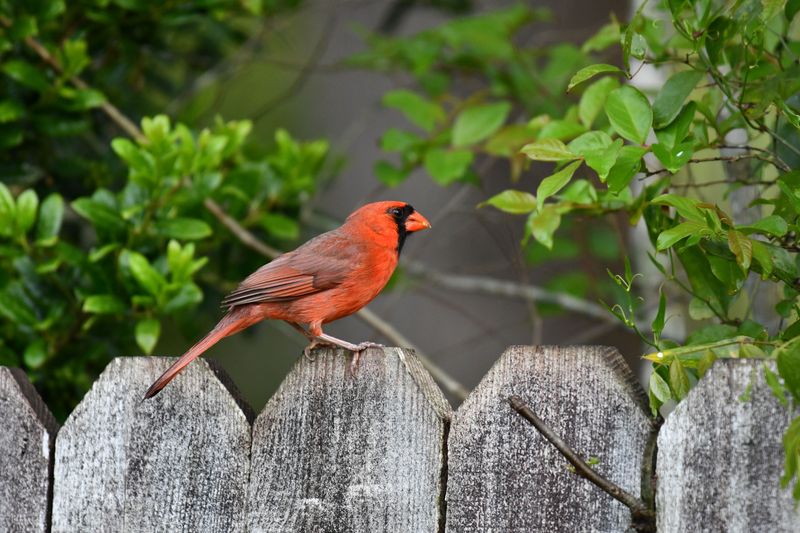 Cardinals Choose Yards Where They Feel Safe From Predators