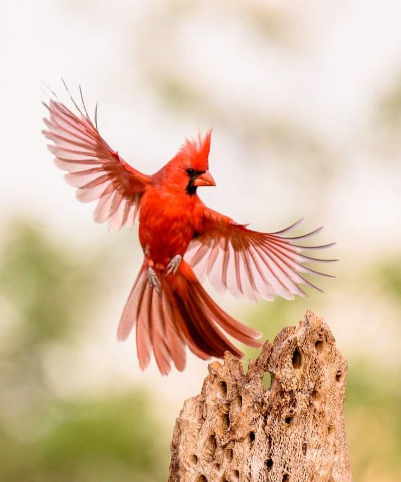 Cardinals In New York Are More Common Than You Think Cardinals In New York Are More Common Than You Think