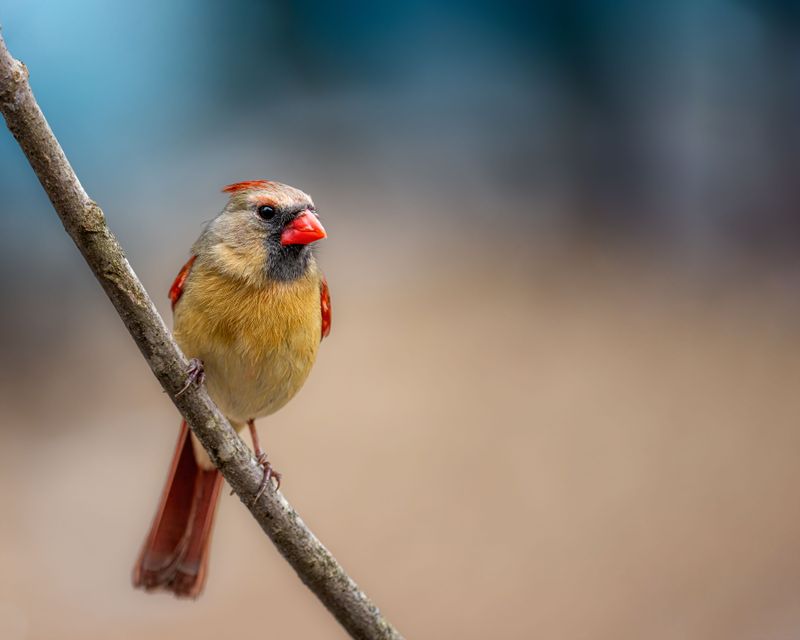 Cardinals In Oklahoma Are More Common Than You Think