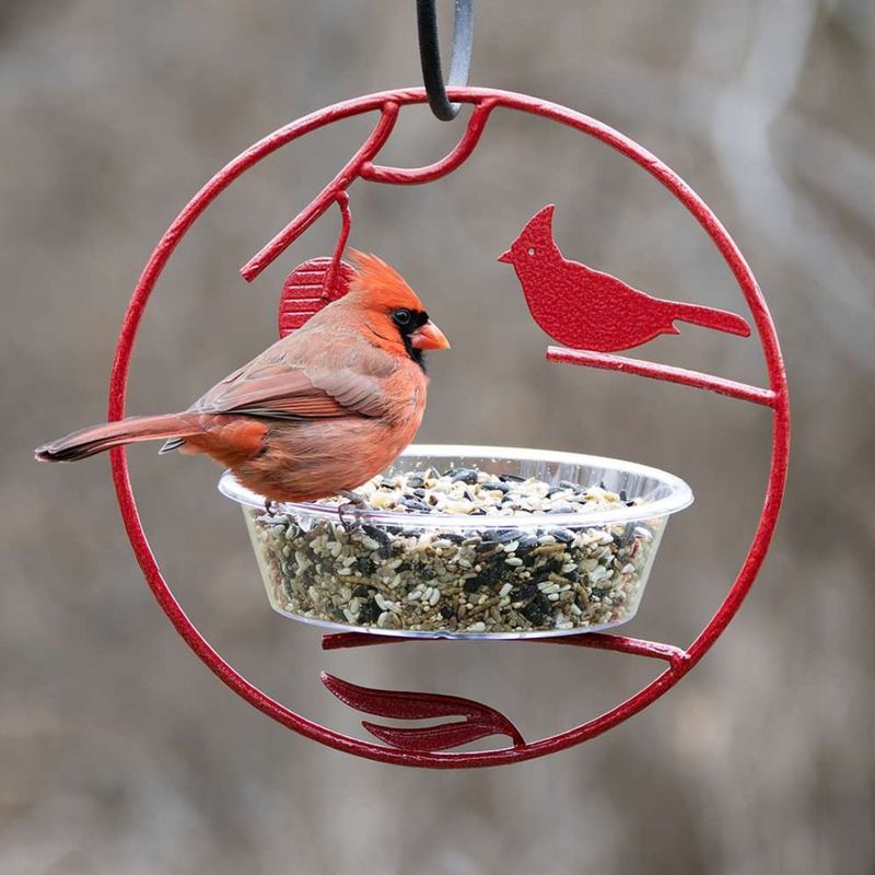 Cardinals Often Show Up Where Food Is Easy To Find