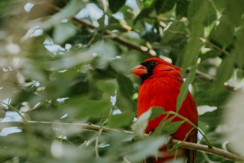Cardinals That Stick Around Are Telling You Your Yard Has What It Needs