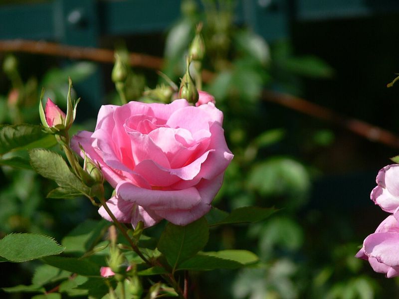 'Carefree Beauty' (Rosa 'BUCbi')