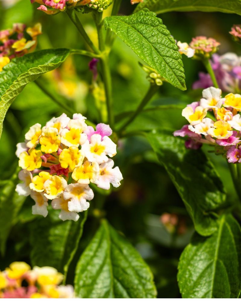 Careful Fertilizer Use To Avoid Leafy Growth