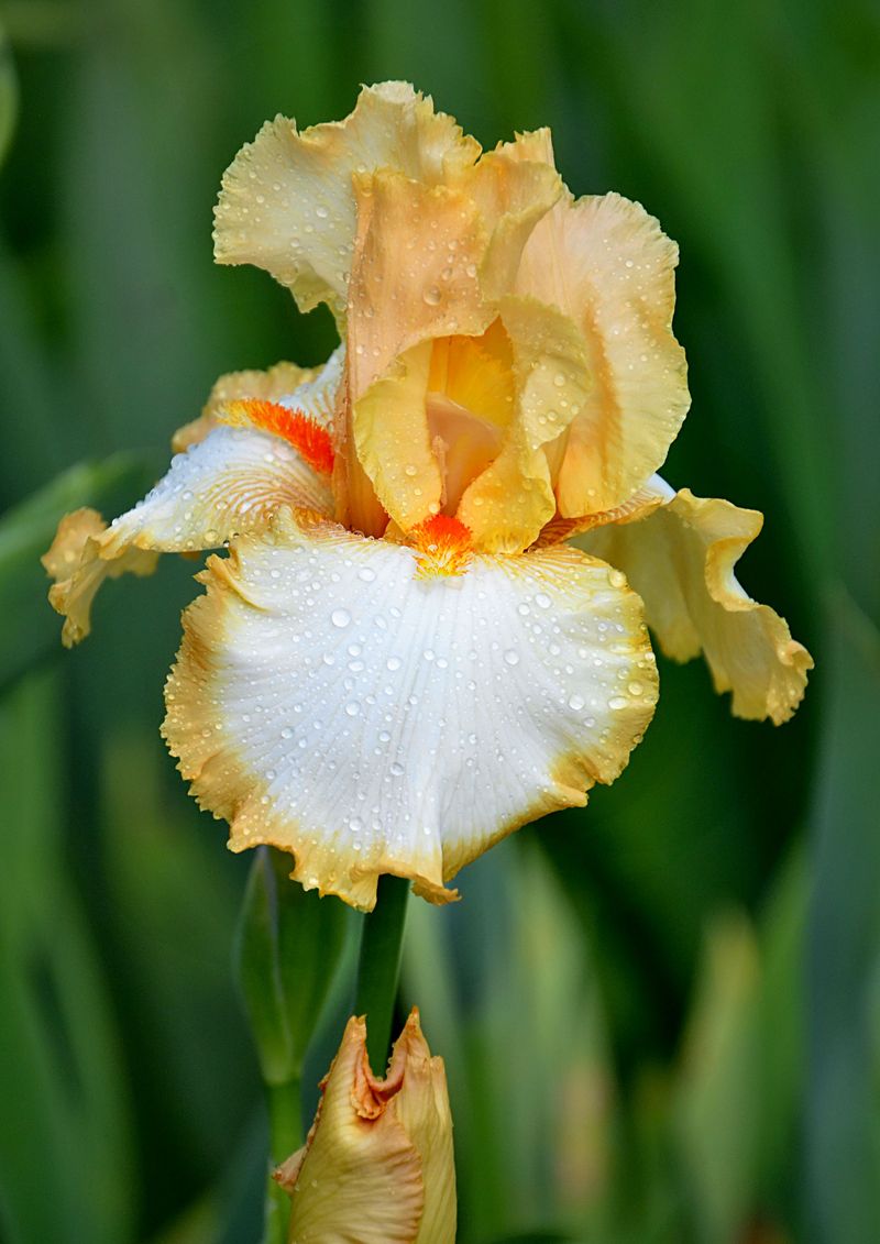 Caring For Newly Divided Iris Before Winter Sets In
