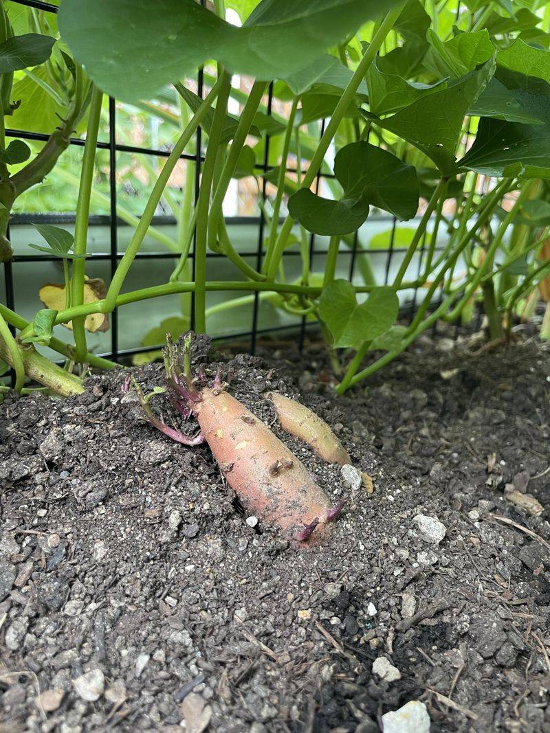 Caring For Sweet Potatoes Through Indiana's Summer Heat