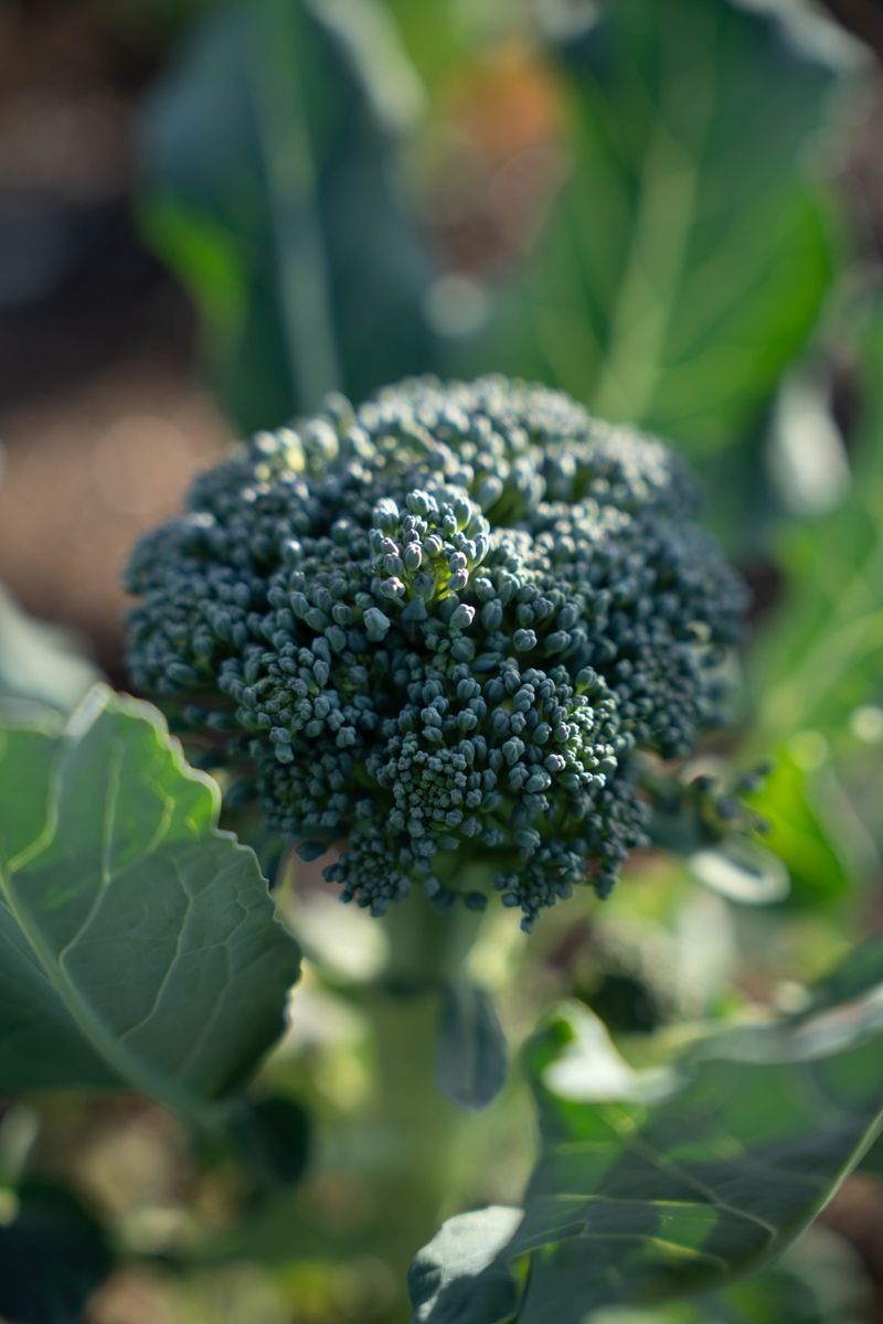 Caring For Your Broccoli Crop Through Harvest Caring For Your Broccoli Crop Through Harvest