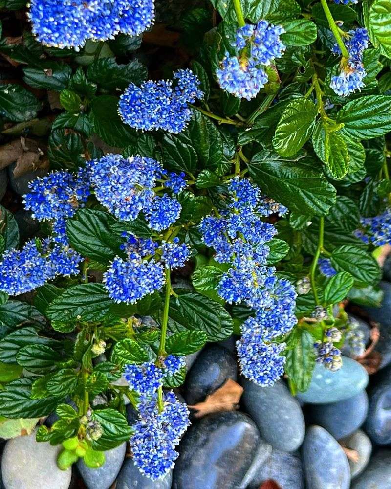 Carmel Creeper Creates A Wide Native Lawn Alternative