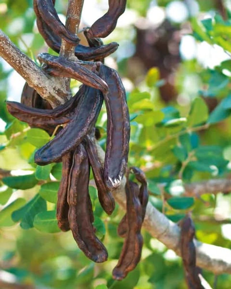 Carob
