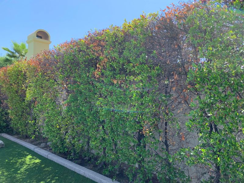 Carolina Cherry Laurel Fills Space Fast