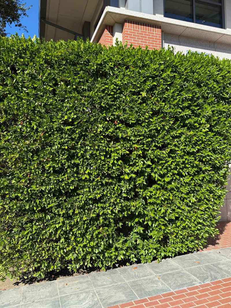 Carolina Cherry Laurel Screens Without Looking Sparse Carolina Cherry Laurel Screens Without Looking Sparse