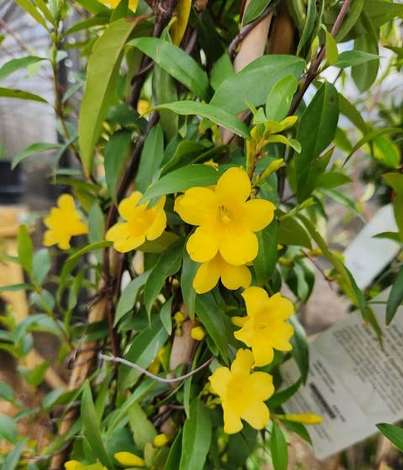 Carolina Jessamine Brings Early Flowers To Vertical Spaces