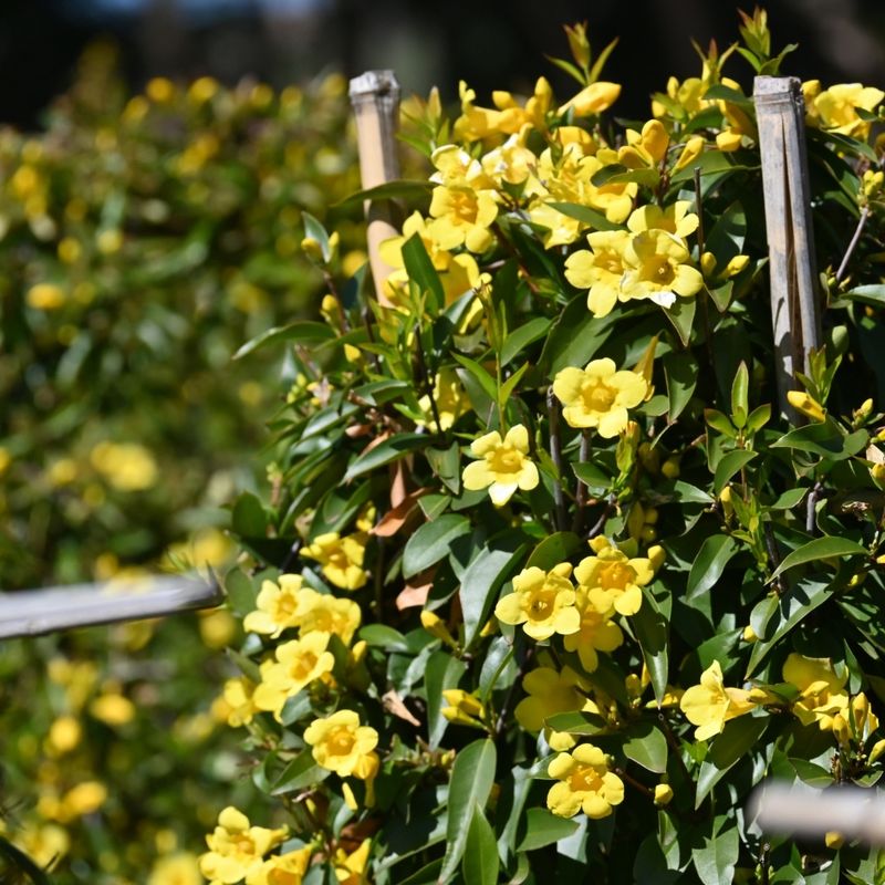 Carolina Jessamine Brings Evergreen Fence Coverage