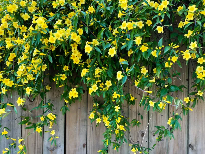 Carolina Jessamine Covers With Lasting Evergreen Appeal Carolina Jessamine Covers With Lasting Evergreen Appeal