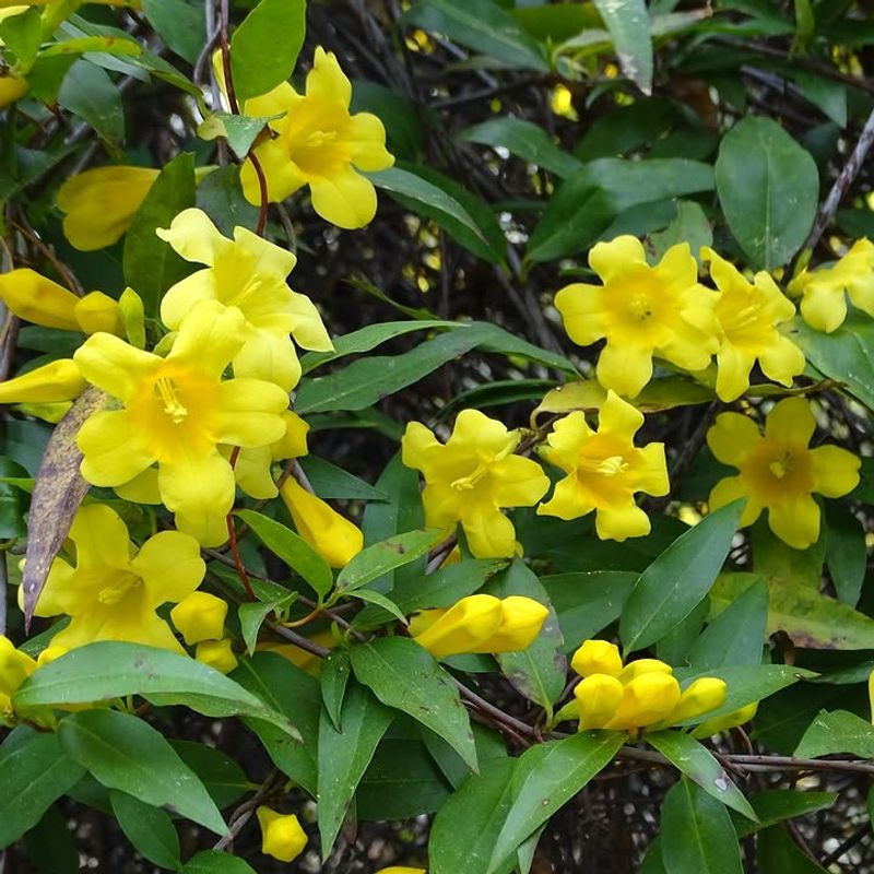 Carolina Jessamine Creates A Wall Of Golden Blooms