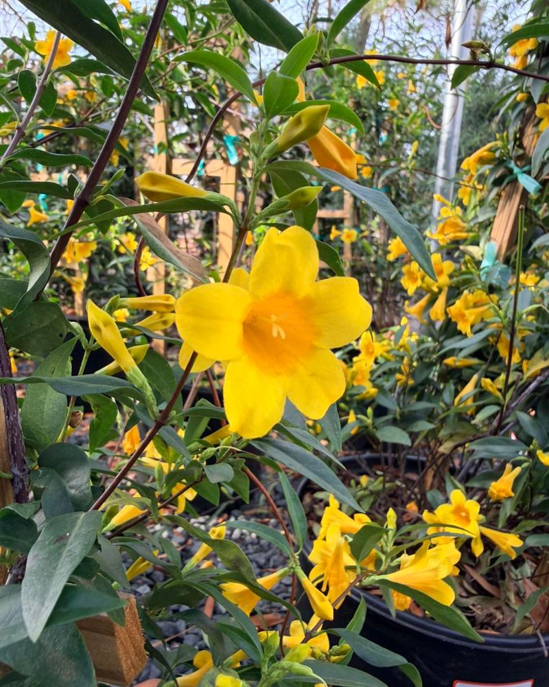 Carolina Jessamine (Gelsemium Sempervirens)