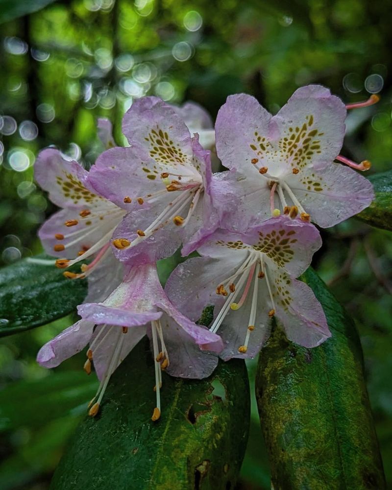 Carolina Rhododendron Carolina Rhododendron