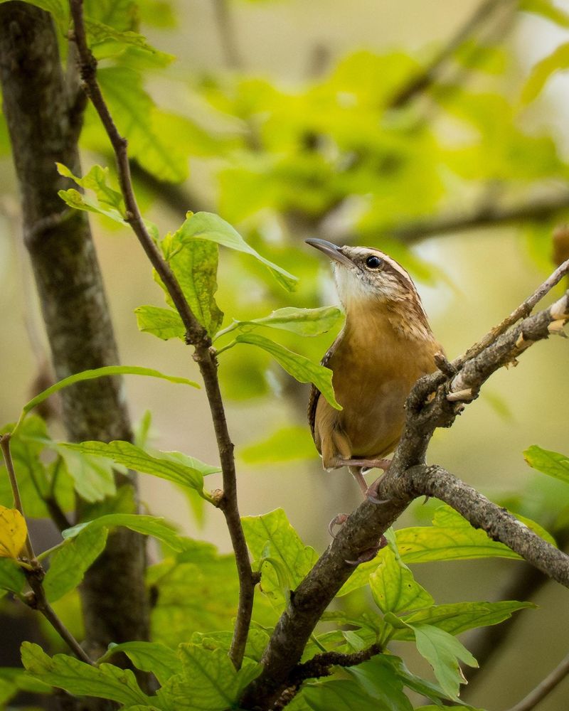 Carolina Wrens Point To A Layered, Lively Yard