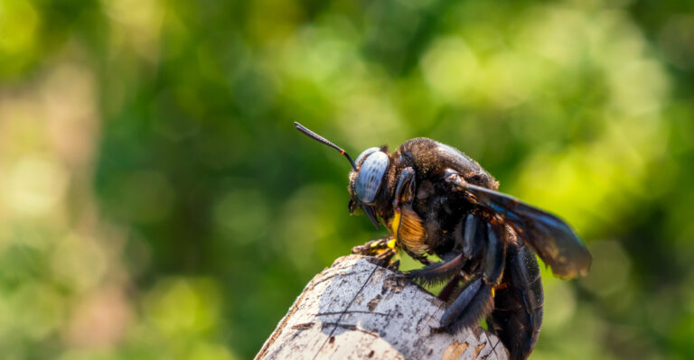 Carpenter Bee Holes In Your Kentucky Porch Are Sending You A Message