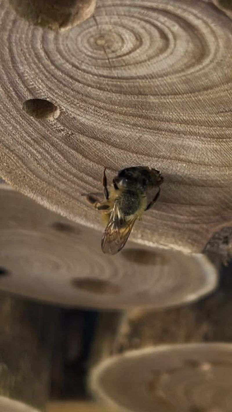 Carpenter Bees Are Looking For Bare Wood, Not Trouble