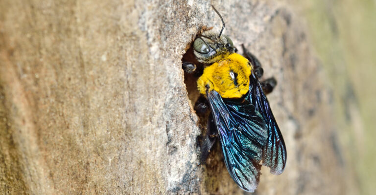 Carpenter Bees Are Taking Over Kentucky Porches And There Is A Reason For That