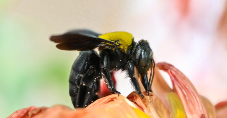 Carpenter Bees Are Targeting Indiana Porches Again, And There’s A Reason