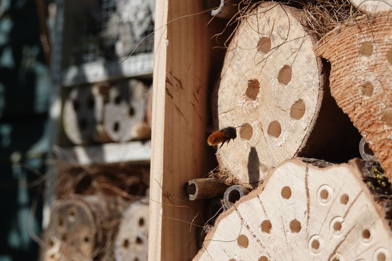 Carpenter Bees Are Using Your Porch As Their Nesting Ground