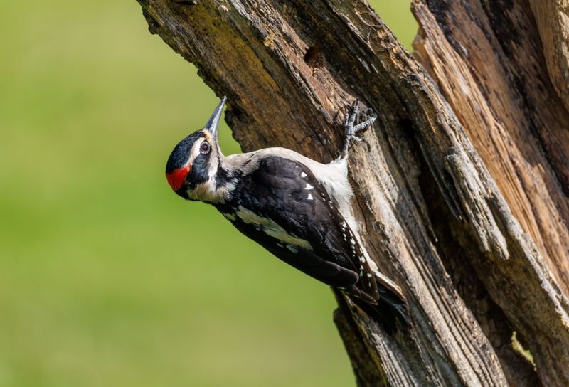 Carpenter Bees Attract Woodpeckers And Your Porch Pays Twice Carpenter Bees Attract Woodpeckers And Your Porch Pays Twice