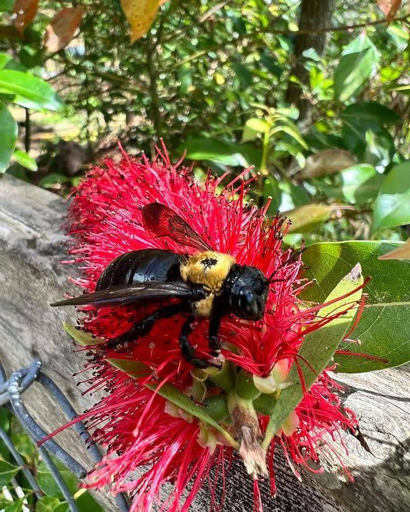 Carpenter Bees Still Play A Role In Ohio Pollination