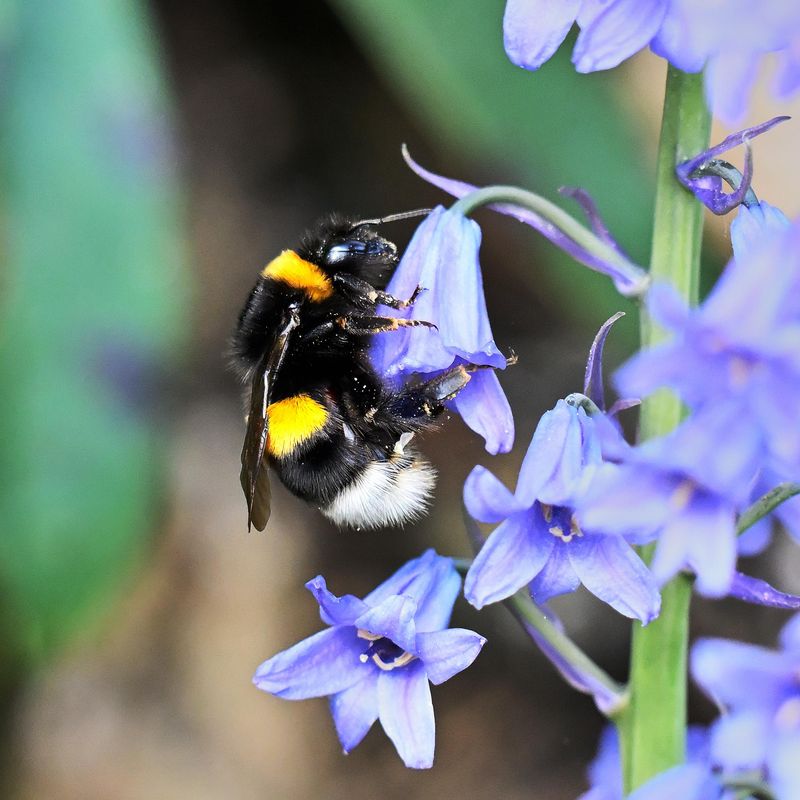 Carpenter Bees Vs. Bumblebees Carpenter Bees Vs. Bumblebees