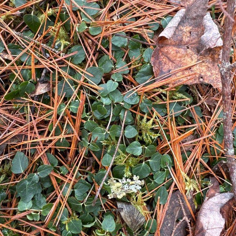 Carpet Uneven Ground With Native Partridgeberry