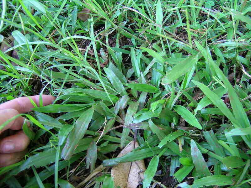 Carpetgrass Performs Best In Moist Areas