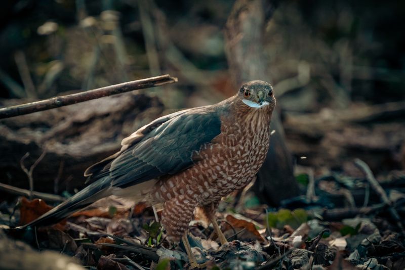 Carrion Or Scavenging Opportunities Are Drawing It Down