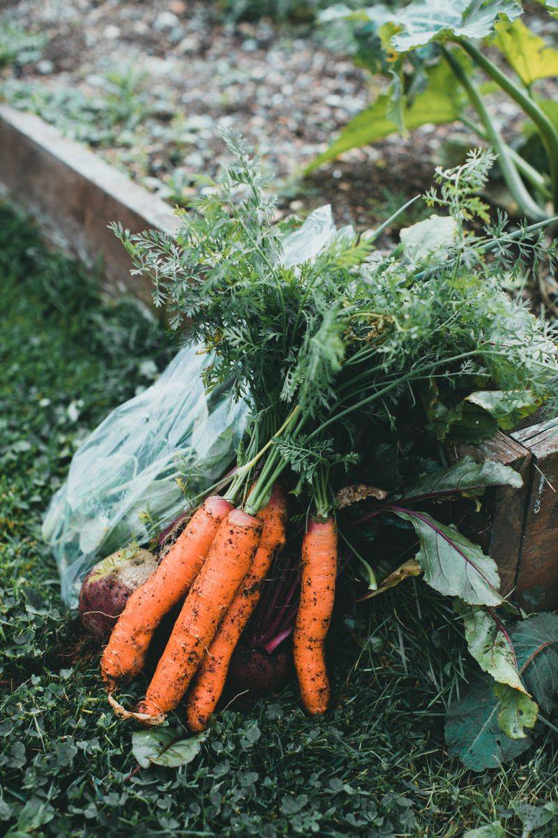 Carrots