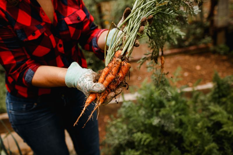 Carrots