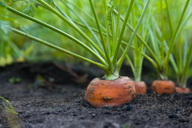 Carrots Fit A Late-Summer Planting Window