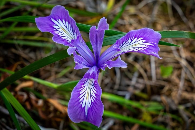 Cascade Oregon Iris Pops Without Fuss Cascade Oregon Iris Pops Without Fuss