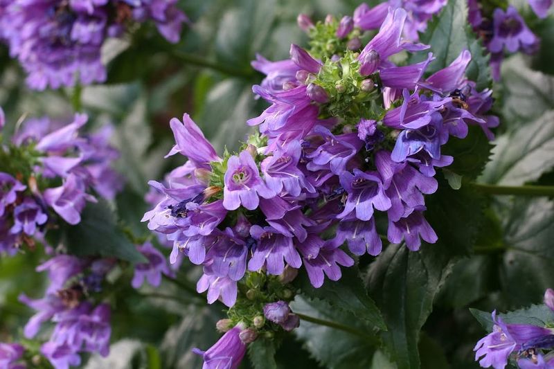 Cascade Penstemon Gives Lavender-Like Color